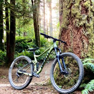 Mountain bike leaning against a tree in a sunlit forest.